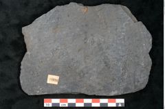 Foto (Detailansicht) von Sigillaria sp. (NHMW-GEO-2024-0188-11216)